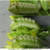 celas argiolus larva4 volg1